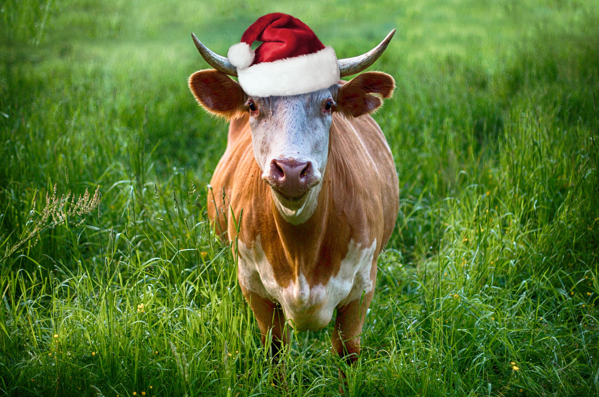 Run with the Bulls in The Valley Of Lights This Christmas?